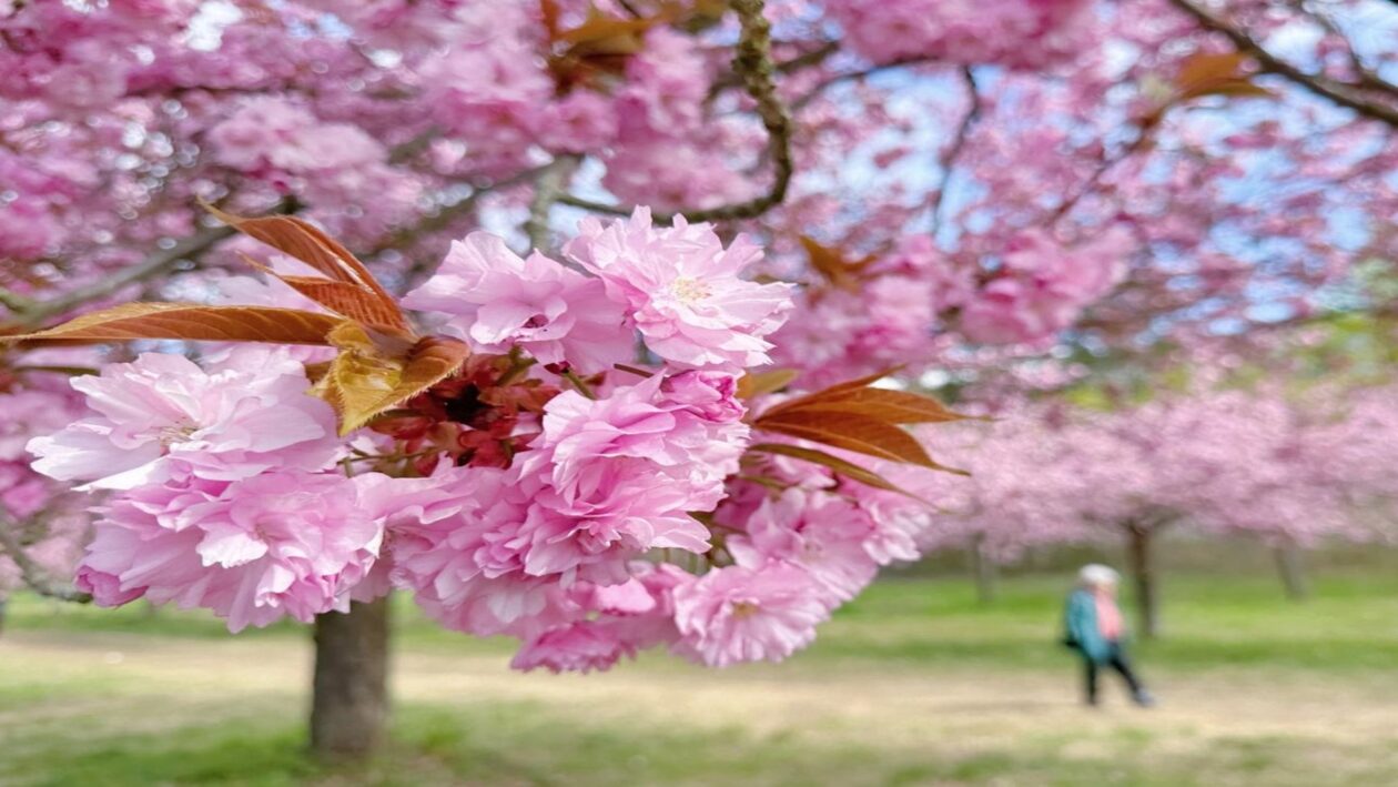 صورة تعبيرية لأشجار الكرز في برلين Foto:  Darka Gorova /Amal News