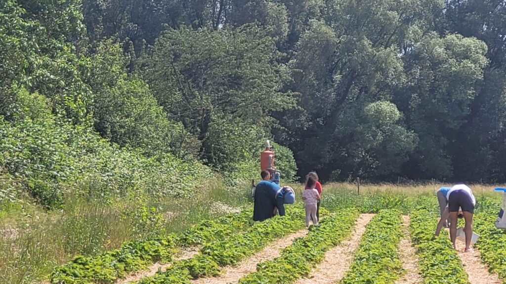 فصل برداشت توت‌فرنگی برای خودچینی Bild: Sona Sahar
