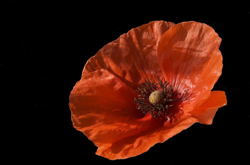 © Mario Beducci / Unsplash