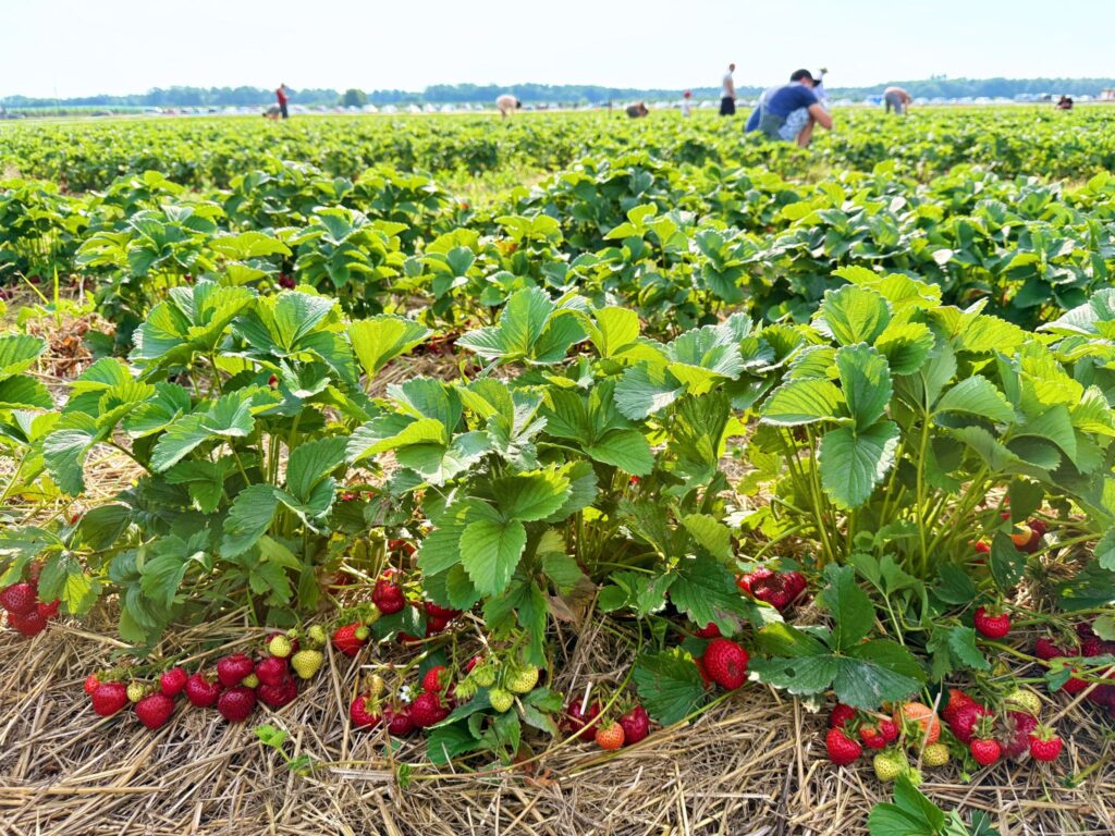 Фото – Дарка Горова/Amal News