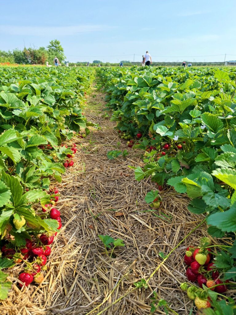 Фото – Дарка Горова/Amal News