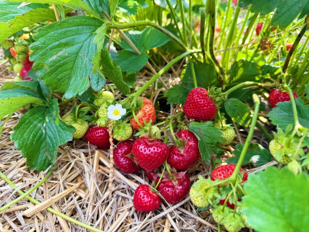 Фото – Дарка Горова/Amal News