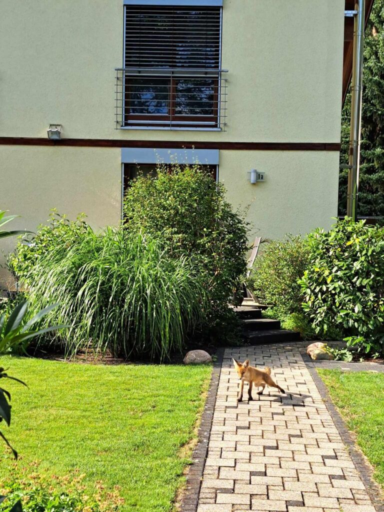 Ein Fuchs läuft durch einen Garten.