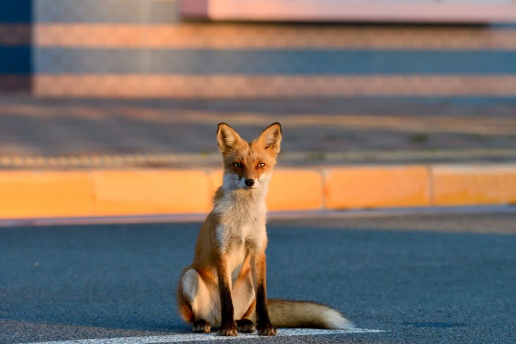 Ein sitzender Fuchs