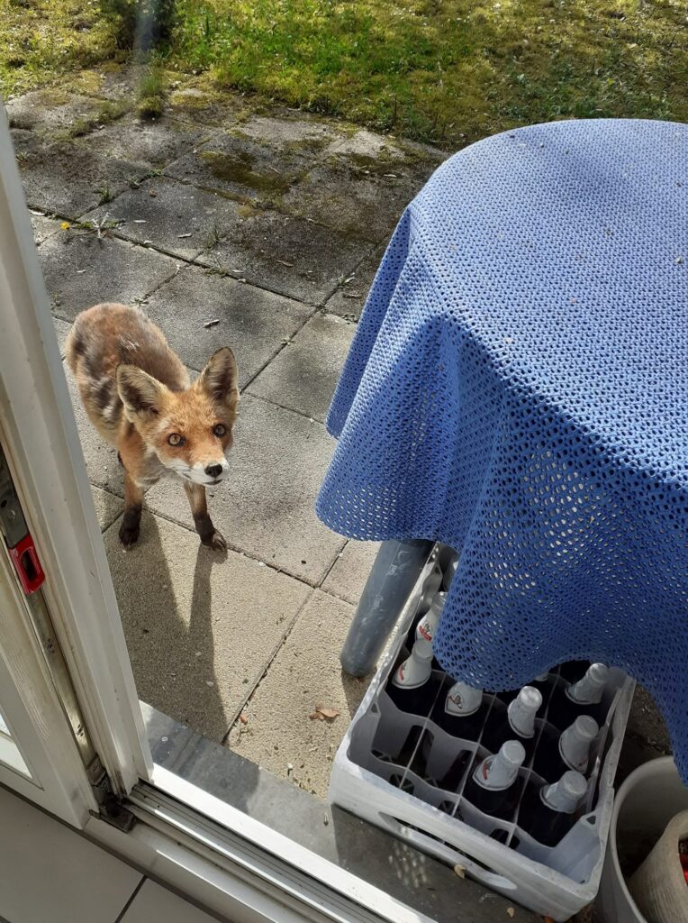 Ein Fuchs auf einer Teresse