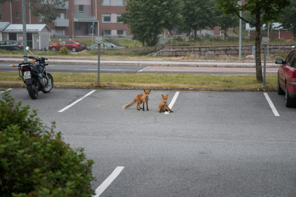 Zwei Füchse auf einem Parkplatz