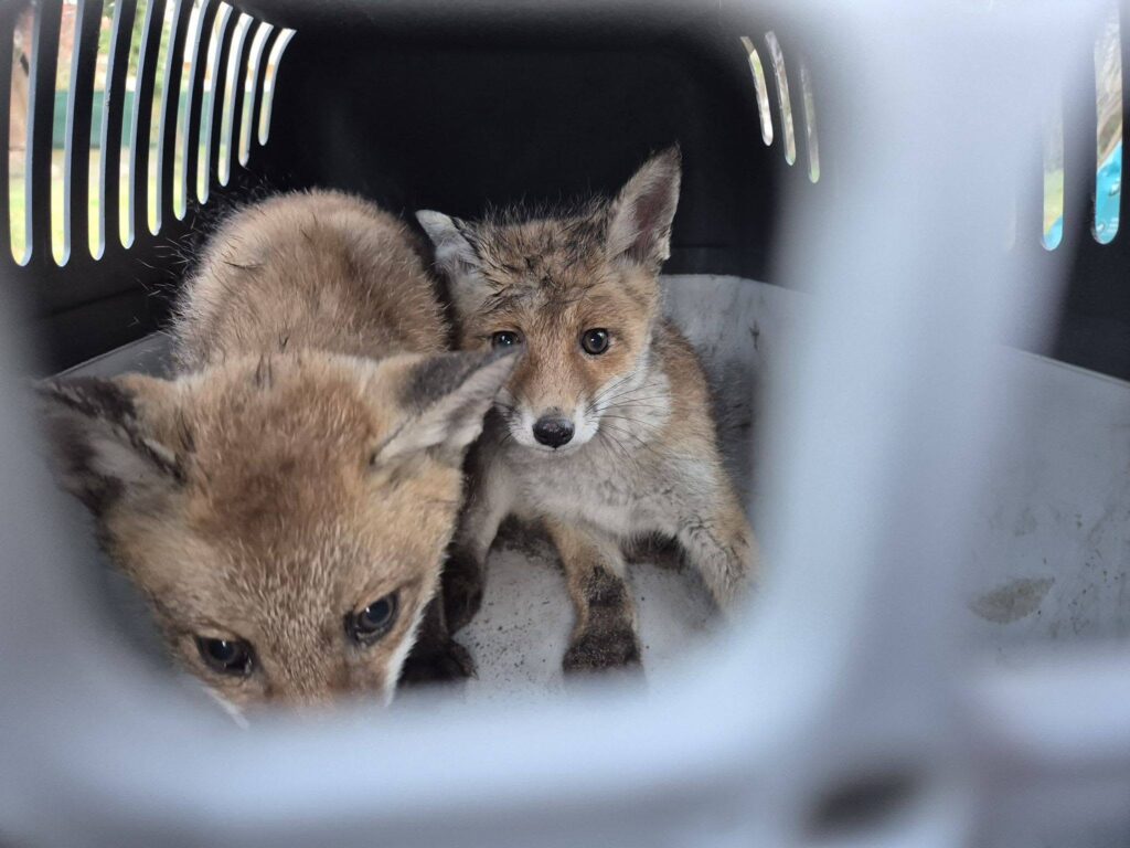 Zwei kleine Füchse in einer Transportbox