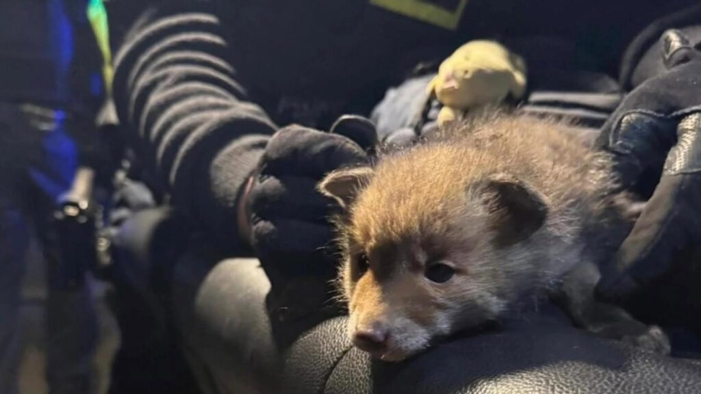 Фото – Polizei Berlin
