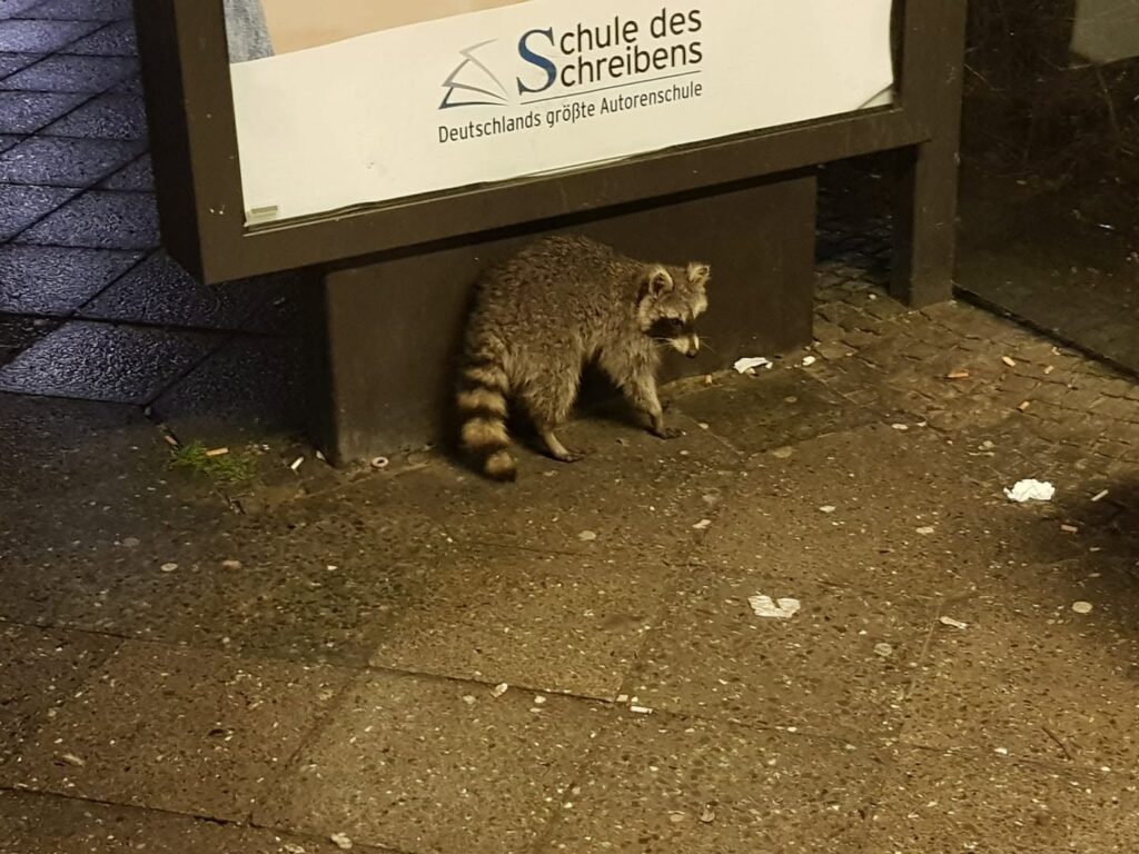 Ein Waschbär steht vor einem Werbeplakat.