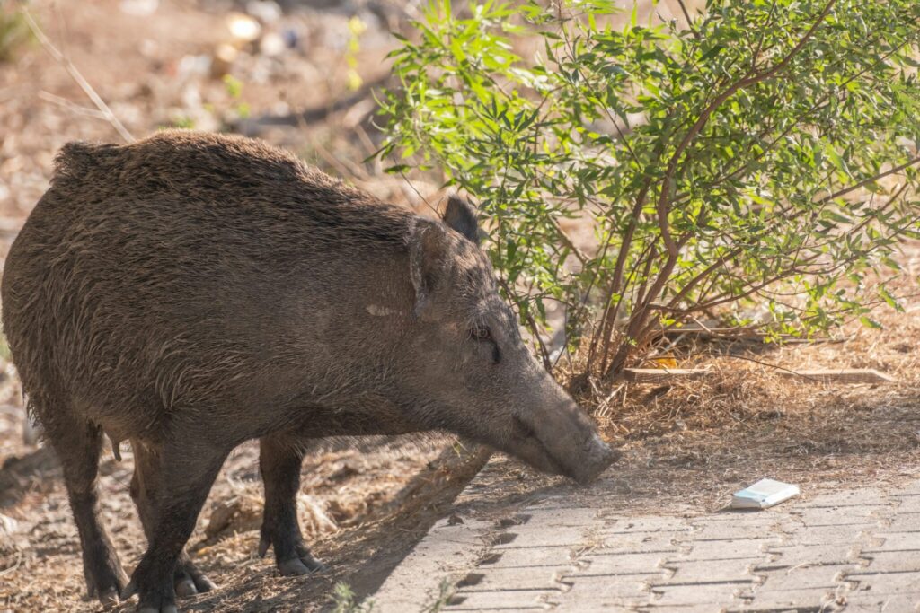Wildschwein