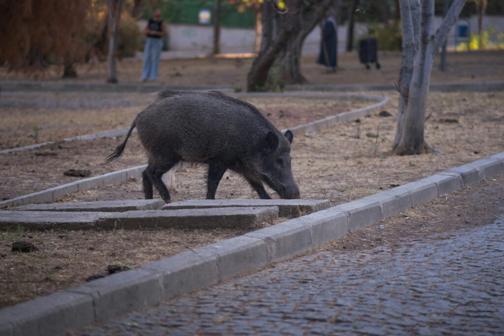Wildschwein