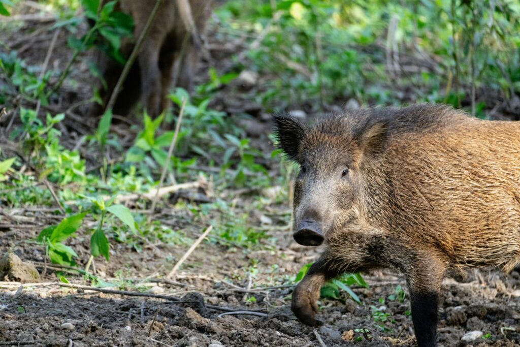 Wildschwein