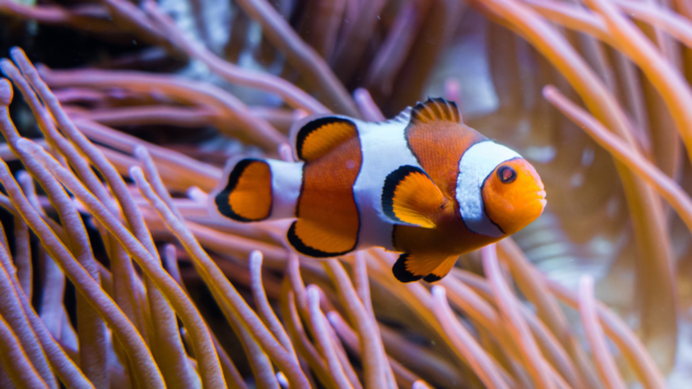 بازگشایی آکواریوم برلین با گونه‌های جدیدی از آبزیان Foto: Aquarium Pressebilder