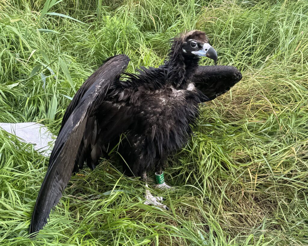 Mönchsgeier