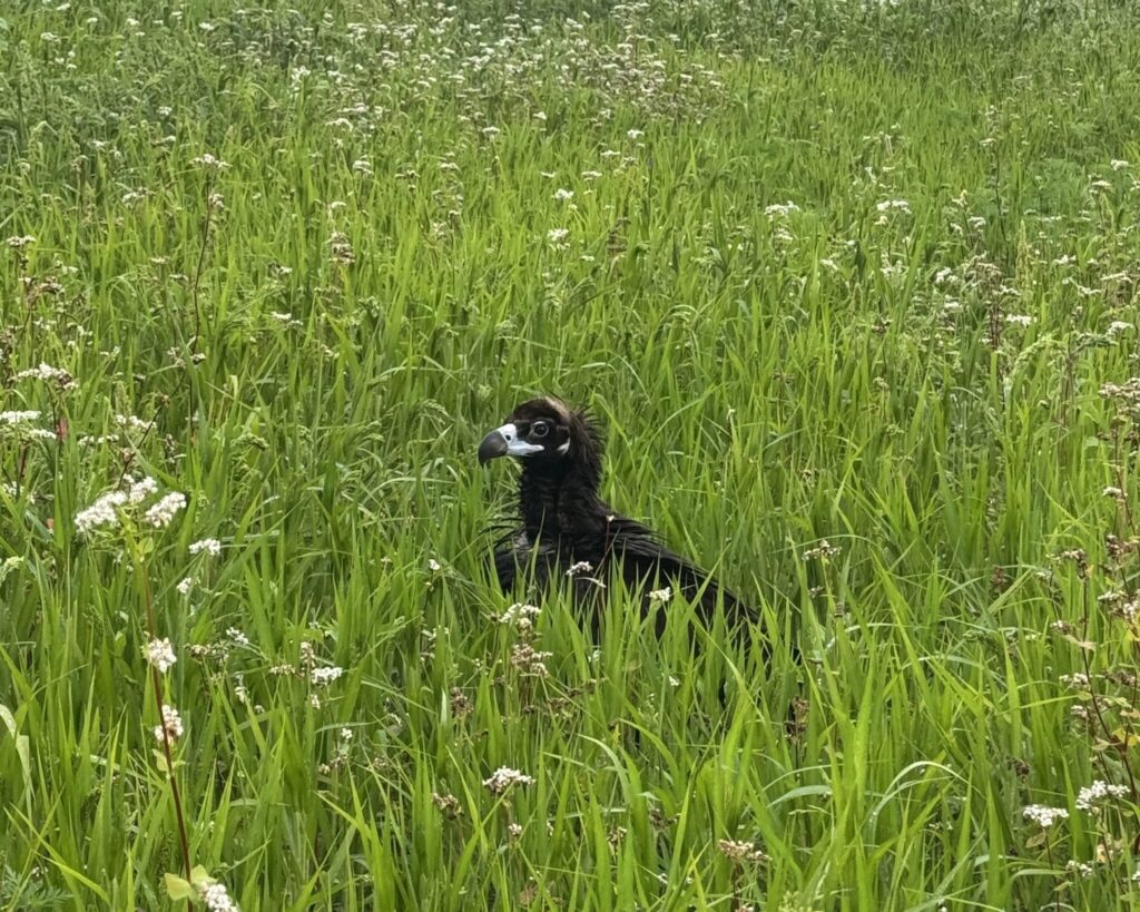 Ein Mönchsgeier sitzt im Gras.